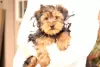 Photo №4. Je vais vendre yorkshire terrier en ville de Jena.  - prix - 650€