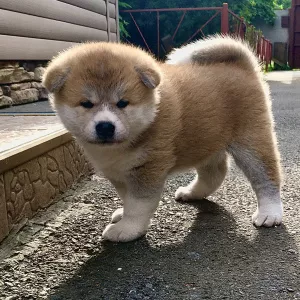 Photo №3. Chiots Akita Inu. Fédération de Russie