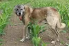 Photos supplémentaires: Kangal chiots