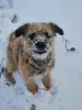 Photo №1. border terrier - à vendre en ville de Kuwait Free Trade Zone | 350€ | Annonce №65062