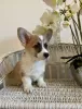 Photos supplémentaires: Corgi Welpen