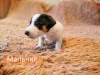 Photo №4. Je vais vendre jack russell terrier en ville de Omsk. annonce privée - prix - 222€