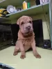 Photo №2 de l'annonce № 11604 de la vente shar pei - acheter à Ukraine annonce privée