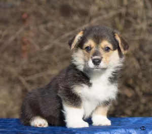 Photo №3. Welsh Corgi Pembroke. Fédération de Russie