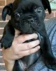 Photo №1. bouledogue - à vendre en ville de Bremen | 404€ | Annonce №128694