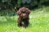 Photos supplémentaires: Chiots Lagotto Romagnolo