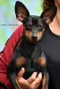 Photo №2 de l'annonce № 72133 de la vente pinscher miniature - acheter à Ukraine annonce privée, de la fourrière, éleveur