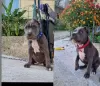 Photo №2 de l'annonce № 109505 de la vente american bully - acheter à Italie annonce privée