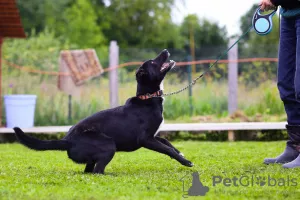 Photos supplémentaires: Je ne donnerai pour rien un chien domestique douillet