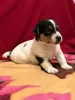 Photo №1. jack russell terrier - à vendre en ville de Haifa | négocié | Annonce №77495