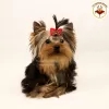 Photo №2 de l'annonce № 10175 de la vente yorkshire terrier - acheter à Ukraine annonce privée, de la fourrière, éleveur