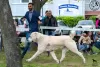 Photos supplémentaires: Chiots bergers d'Asie centrale