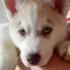 Photo №1. husky de sibérie - à vendre en ville de Kirov | négocié | Annonce №13621