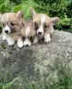 Photo №3. Welsh Corgi Pembroke. Lituanie