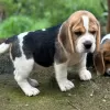 Photo №4. Je vais vendre beagle en ville de Würzburg. annonce privée - prix - 457€