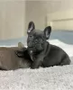 Photo №1. bouledogue - à vendre en ville de Oslo | négocié | Annonce №130324