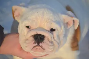 Photo №1. bulldog anglais - à vendre en ville de Kandalakcha | 644€ | Annonce №3845