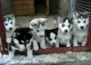 Photo №1. husky de sibérie - à vendre en ville de Bergheim | négocié | Annonce №126312