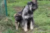 Photos supplémentaires: Schnauzer géant poivre et sel, chiots