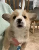 Photo №2 de l'annonce № 59084 de la vente welsh corgi - acheter à USA annonce privée