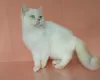 Photo №1. british shorthair - à vendre en ville de Rostov-sur-le-Don | 399€ | Annonce № 13628