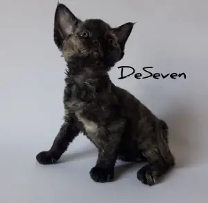 Photo №2 de l'annonce № 4415 de la vente devon rex - acheter à Ukraine de la fourrière