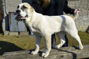 Photos supplémentaires: Vente de chiots du chien de berger d'Asie centrale (Alabai).