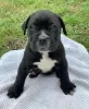 Photo №1. cane corso - à vendre en ville de Sydney | 425€ | Annonce №131251