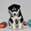 Photo №4. Je vais vendre husky de sibérie en ville de Даллас. annonce privée - prix - 473€