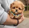 Photo №3. chiot maltipoo. USA