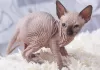 Photo №1. sphynx - à vendre en ville de Förby | 380€ | Annonce № 130580