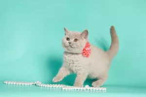 Photo №2 de l'annonce № 5582 de la vente british shorthair - acheter à Biélorussie éleveur