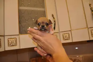 Photo №1. chihuahua - à vendre en ville de Vilnius | Négocié | Annonce №2218