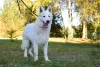 Photo №3. Berger Blanc Suisse. Pologne