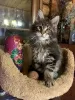 Photo №4. Je vais vendre maine coon en ville de Ногинск-9. de la fourrière - prix - négocié