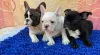 Photo №1. bouledogue - à vendre en ville de Штутгарт | 404€ | Annonce №128247