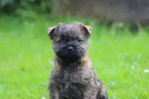 Photo №1. cairn terrier - à vendre en ville de Severodvinsk | Négocié | Annonce №3110