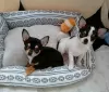 Photo №1. chihuahua - à vendre en ville de Риза | Gratuit | Annonce №130177