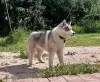 Photo №1. husky de sibérie - à vendre en ville de Voronezh | 571€ | Annonce №11609