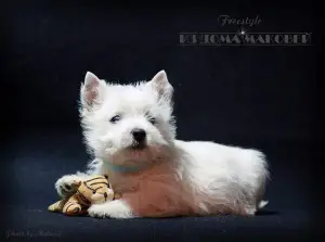 Photos supplémentaires: West Highland White Terrier d'une superbe paire!