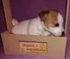 Photo №2 de l'annonce № 129660 de la vente jack russell terrier - acheter à Fédération de Russie annonce privée