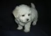 Photo №1. bichon maltais - à vendre en ville de Hannover | 351€ | Annonce №107509