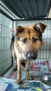 Photos supplémentaires: Chien de berger métis cherche une maison