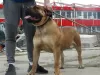 Photo №4. Je vais vendre boerboel en ville de Lazarevac. éleveur - prix - négocié