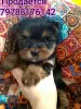 Photo №1. yorkshire terrier - à vendre en ville de Krymsk ville | 12379€ | Annonce №8765