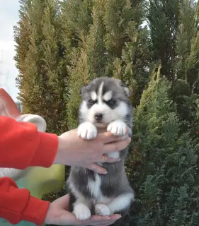 Photos supplémentaires: Les chiots Husky de Sibérie sont offerts pour réserver