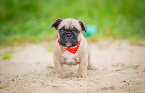 Photo №2 de l'annonce № 3531 de la vente bouledogue - acheter à Fédération de Russie de la fourrière, éleveur