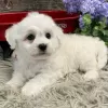 Photo №2 de l'annonce № 48692 de la vente bichon à poil frisé - acheter à USA annonce privée