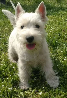 Photo №4. Je vais vendre west highland white terrier en ville de Dnipro. de la fourrière - prix - 832€