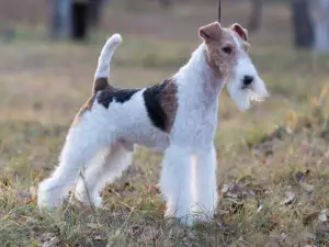 Photos supplémentaires: Fox terrier